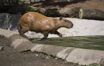 MinAmbiente indicó que no hay interés en favorecer ni en promover acciones que comprometan la protección del chigüiro. Foto: Manuel Saldarriaga Quintero