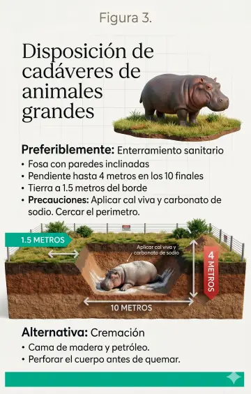 Así será el protocolo para la caza de control de los hipopótamos en el Magdalena Medio