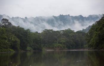 Con esta reducción se dejaron de talar y arrasar 45.586 hectáreas de bosques en la Amazonía, especialmente en los departamentos de Caquetá, Guaviare, Meta y Putumayo. FOTO: MANUEL SALDARRIAGA