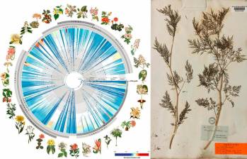 Árbol de la vida de las angiospermas y uno de los especímenes de herbario histórico (1832, Nueva Orleans) utilizado en el estudio. FOTO: RBG New