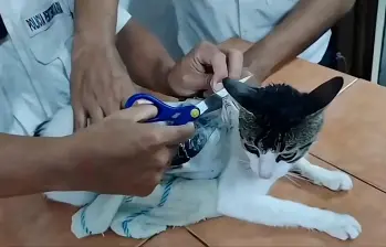 Los hechos se registraron en la cárcel de Pococí en Costa Rica. FOTO: Cortesía