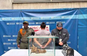 La boa constrictor fue entregada al Área Metropolitana del Valle de Aburrá para su rehabilitación y posterior liberación. FOTO cortesía