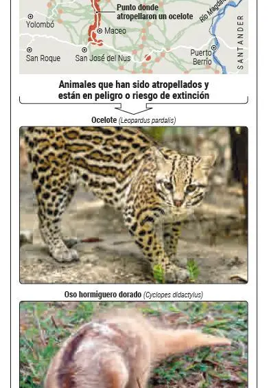 En la nueva vía al mar no hay puentes para fauna