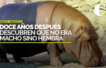 Hipopótamo que habían llevado de México a Japón como macho resultó ser hembra