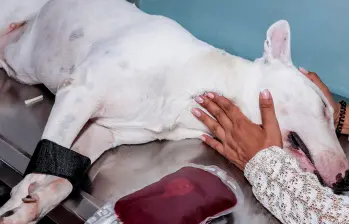 ¿Cirugía oral en perros? Riesgos y recomendaciones