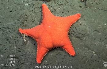 Una estrella de mar a 1.195 metros de profundidad en el Cañón de Mar del Plata, captada por el robot SuBastian desde el buque Falkor. La expedición del Schmidt Ocean Institute ha fascinado a miles de argentinos. Imagen: AFP/ SCHMIDT OCEAN INSTITUTE / ROV SUBASTIAN.
