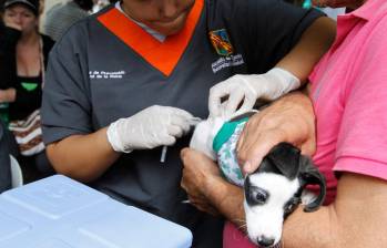 España lanza al mercado nueva vacuna contra la leishmaniasis en perros