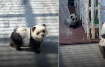 Perros pintados de osos panda en China. FOTOS: Capturas de video