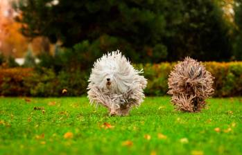 Komondor y Puli, dos bolas de pelo hechos perros