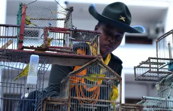 Las 22 aves silvestres quedaron en custodia de las autoridades tras el operativo. FOTO: Cortesía Policía