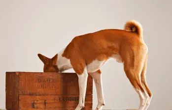 Así puedes entrenar el olfato de tu perro