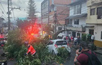 Árbol caído en Campo Valdés, comuna 4. FOTO: SECRETARÍA DE MOVILIDAD