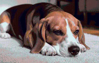 Cinco enfermedades raras en perros
