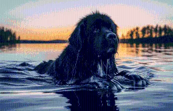 Así es el perro Terranova, una raza de pescadores