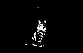 ¿Los gatos tienen visión nocturna?
