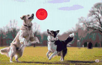 Los perros también tienen parceros perrunos