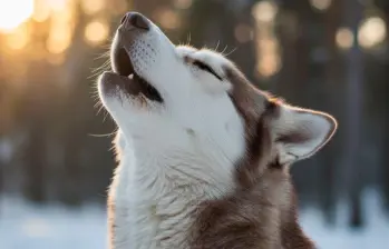 Los 5 ladridos más curiosos del mundo perruno