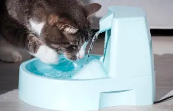 Cómo hacer para que mi gato beba más agua