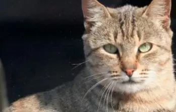 Videollamadas con tu mascota fortalecen el vínculo emocional