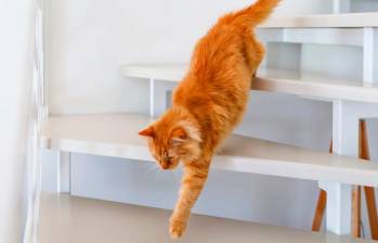 ¿Qué significa que un perro o gato sea zurdo? 