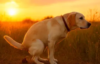 Qué dice el popó de un perro sobre su salud