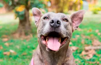 Estas son las razones por las que los perros lamen el suelo