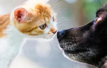 Cinco enfermedades que los humanos pueden transmitir a perros y gatos 