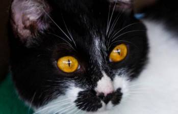 ¿Los gatos ven a color? Hablemos de la visión felina