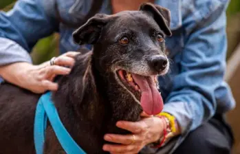 Lamido de los perros esconde un secreto: ¿Cuál es?