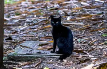 Los gatos ferales, peligro para la fauna silvestre