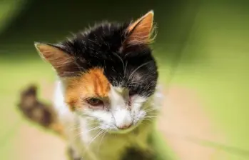 Las razones detrás de los cabezazos de los gatos