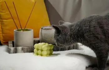 Los peligros del incienso en casa para los gatos