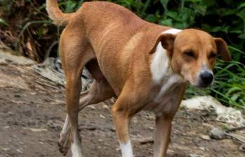 Conjuntivitis en perros: ¿cómo se trata?