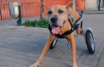 Crean prótesis de bajo costo para mejorar la vida de perros rescatados