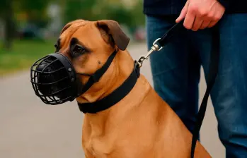 Caninos potencialmente peligrosos: lo que dice la ley