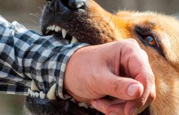 ¿Qué hacer si te ataca un perro? Guía para mantener la calma