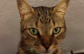 El gato Torbo no existe, pero sus llamadas sí: así empezó todo por una camiseta