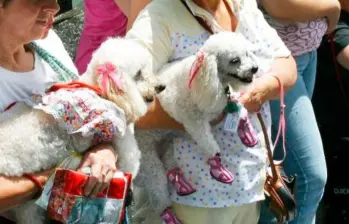 ¿Por qué los perros ladran?