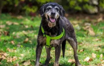 ¿Por qué a los perros no les caen bien algunas personas?