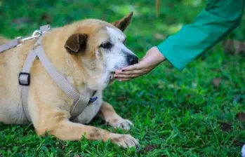 A los perros también los afecta el regreso de vacaciones