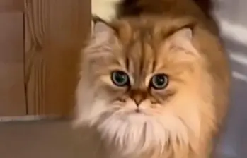 Un gato experto en vida felina y otros videos gantásticos