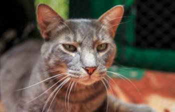 ¡A los gatos les gusta el sol! ¿A qué se debe esta fascinación?