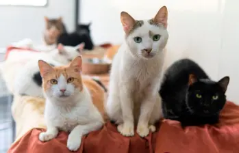80 perros y gatos de La Perla podrán encontrar hogar este sábado