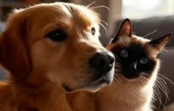 Objetos comunes que son perjudiciales para tu mascota