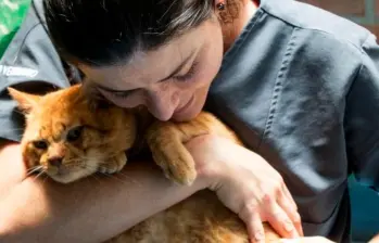 Así puedes saber si tu gato te extraña cuando no estás