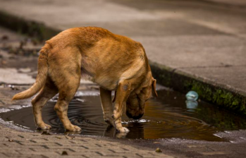 Abandono de mascotas en Colombia también es maltrato animal