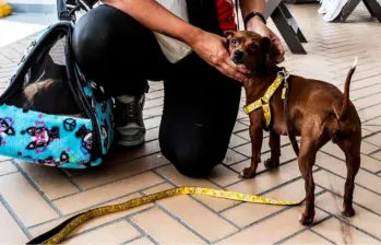 ¡No más collares para perros! Te presentamos una alternativa más cómoda para tu mejor amigo