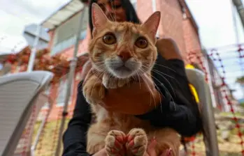 El atún no es la mejor opción para tu gato: ¡Cuidado con este alimento!