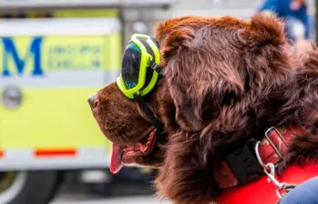 Cinco razas de perros rescatistas
