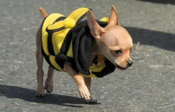 Seguros para mascotas, nuevo beneficio de las empresas para sus empleados